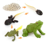 Lebenszyklus-Figuren eines Frosches